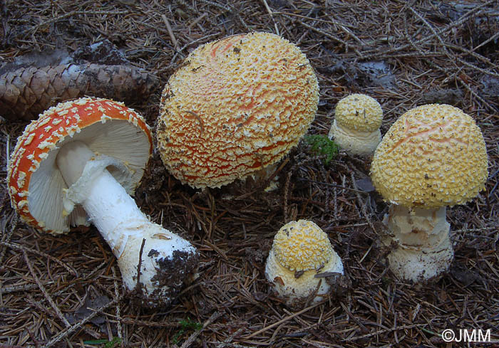 Amanita muscaria f. flavivolvata = Amanita muscaria var. muscaria f